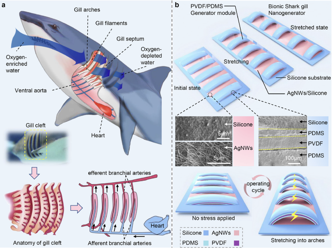 [Fundamental Research] 受鲨鱼鳃启发的可拉伸自驱动分级呼吸传感器